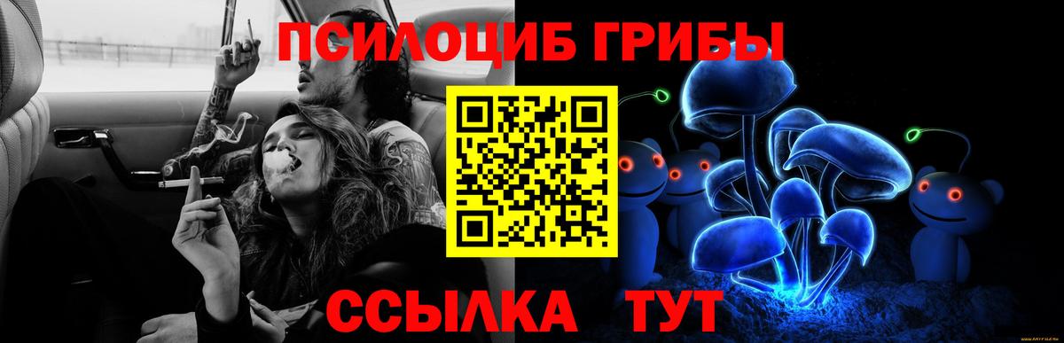 Псилоцибиновые грибы прущие грибы  Костомукша  Галлюциногенные грибы Psilocybe 